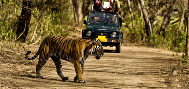 Chitwan Jeep Safari Tour